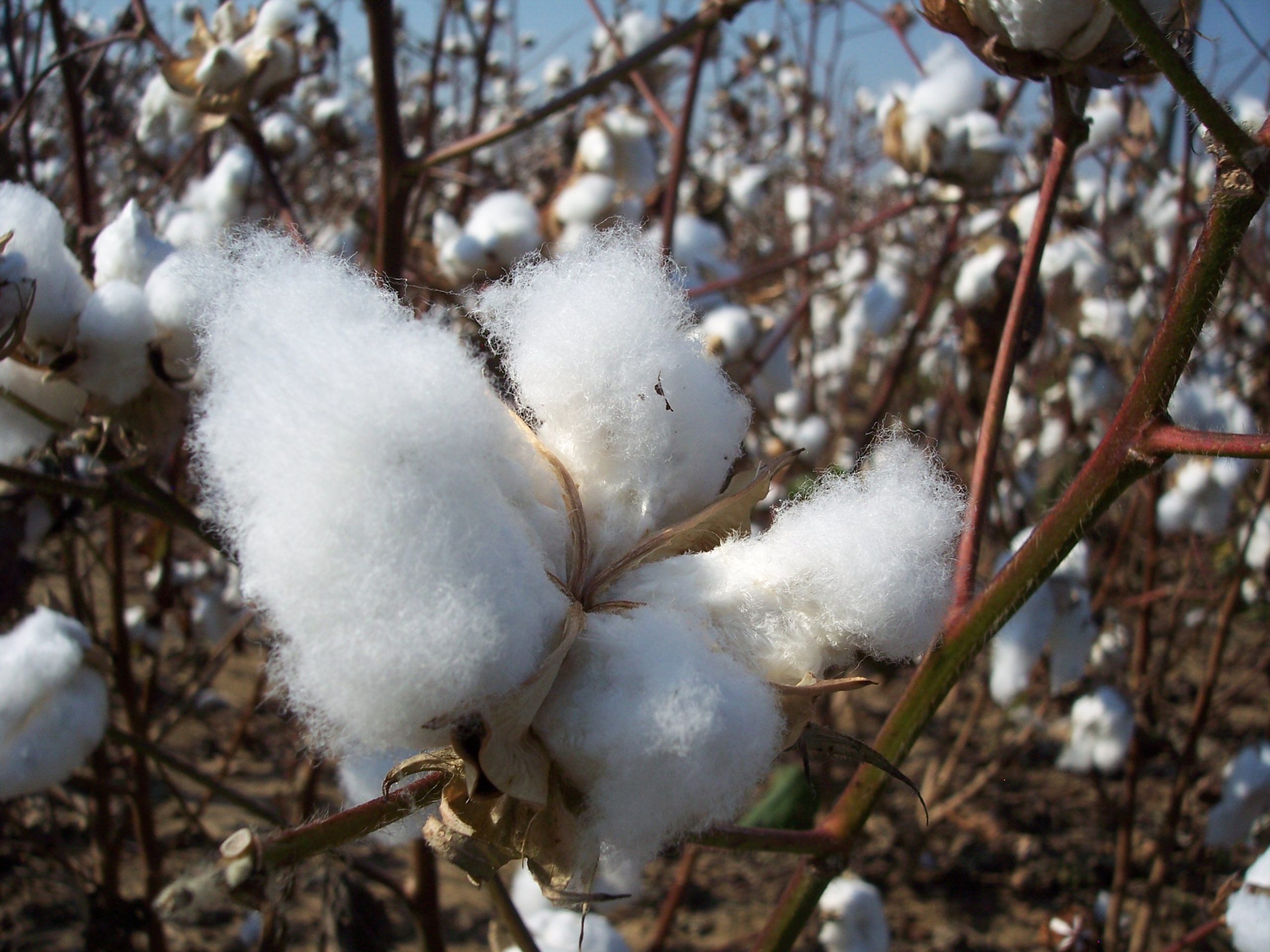 India’s Cotton Revolution: Outcomes and Insights